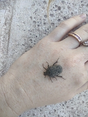 Gymnetis litigiosa