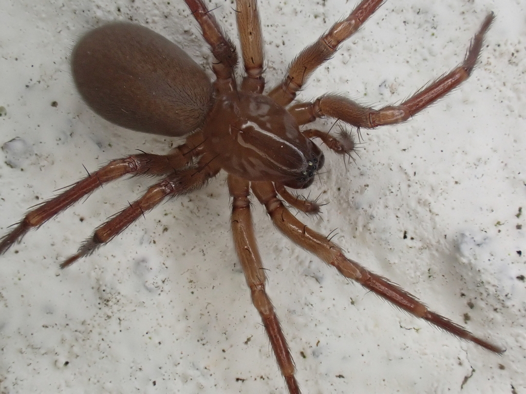 Herfststrooiselspin, photo 1 of 10