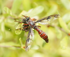 Daptolestes limbipennis