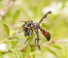 Daptolestes limbipennis