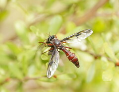 Daptolestes limbipennis