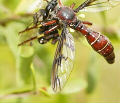 Daptolestes limbipennis