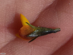 Lebeckia wrightii