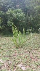 Baccharis trimera