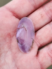 Hiatula nitida