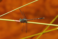 Austrogomphus ochraceus