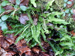 Asplenium scolopendrium scolopendrium