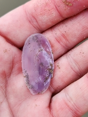 Hiatula nitida