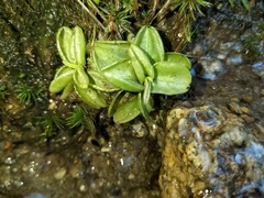 Pinguicula lusitanica