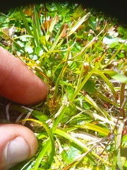 Carex edura
