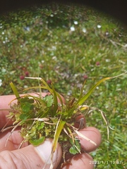 Carex edura