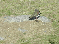 Vanellus chilensis