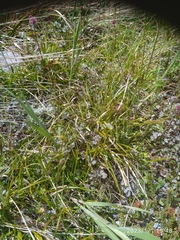Carex edura