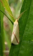 Rhodometra sacraria