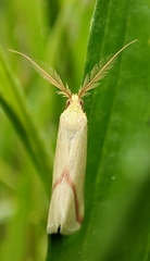 Rhodometra sacraria