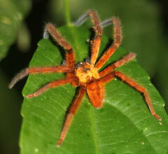 Rhitymna pinangensis