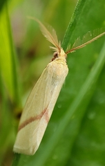 Rhodometra sacraria