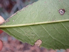 Stigmella heteromelis