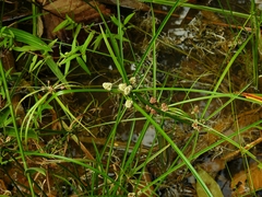 Cyperus luzulae