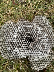 Dolichovespula maculata