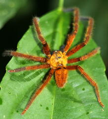 Rhitymna pinangensis