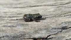 Eleutherodactylus verrucipes