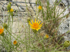 Adenophyllum cooperi