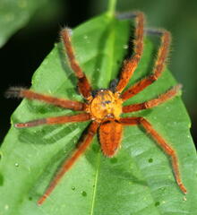 Rhitymna pinangensis