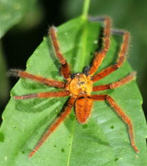 Rhitymna pinangensis