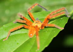 Rhitymna pinangensis