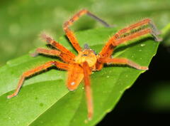 Rhitymna pinangensis