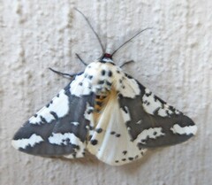 Rhodophthitus commaculata