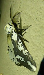 Rhodophthitus commaculata