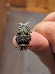 Ryssonotus nebulosus