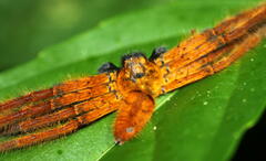 Rhitymna pinangensis