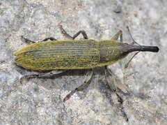 Lixus scolopax