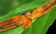 Rhitymna pinangensis