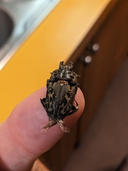 Ryssonotus nebulosus