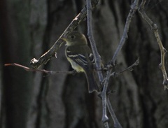 Empidonax flaviventris