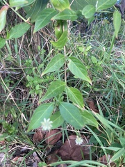 Alternanthera flavescens