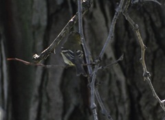 Empidonax flaviventris