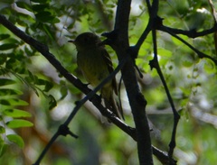 Empidonax flaviventris