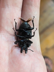 Ryssonotus nebulosus