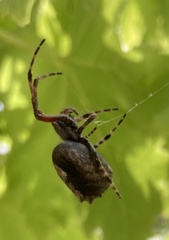 Socca pustulosa