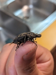 Ryssonotus nebulosus
