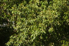 Syzygium cumini