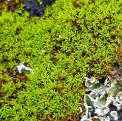 Pseudocrossidium revolutum