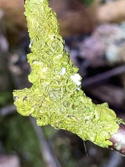 Melanohalea septentrionalis