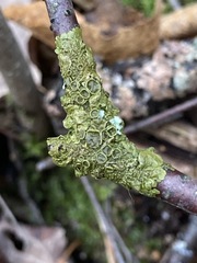 Melanohalea septentrionalis