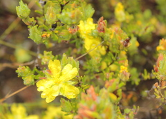 Hibbertia crinita